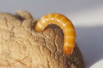 Как бороться с проволочником?