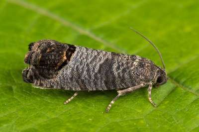 Яблоневая плодорожка