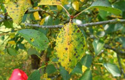 Коккомикоз вишни