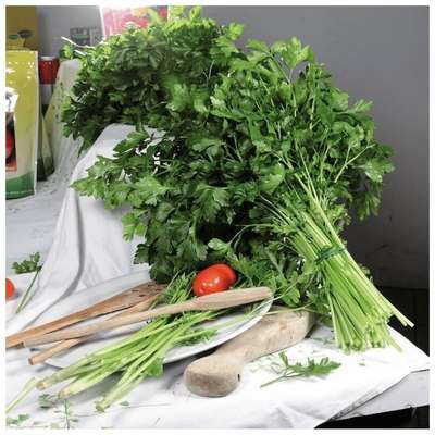 Сорт петрушки Итальянский гигант