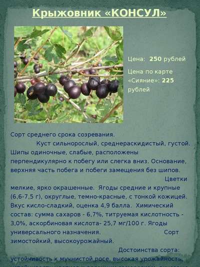 Крыжовник Консул: описание сорта, выращивание, плюсы и минусы