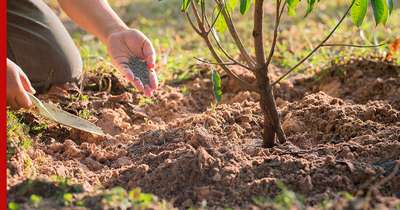 Чем подкормить яблони в августе?