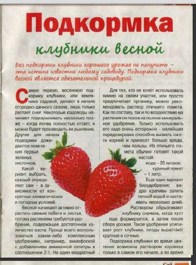 Подкормка виктории весной