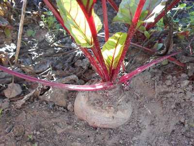 Полив свеклы в августе