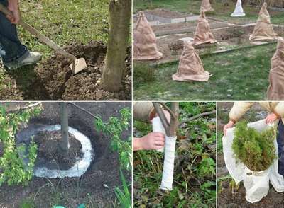 Как подготовить к зиме плодовые деревья и кустарники?