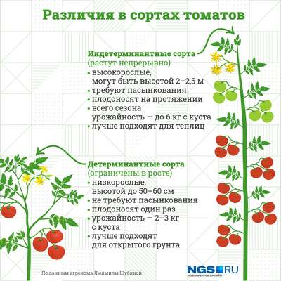 Детерминантные и индетерминантные сорта томатов