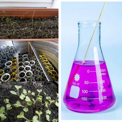 Марганцовка для рассады