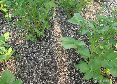 Шелуха от семечек как удобрение