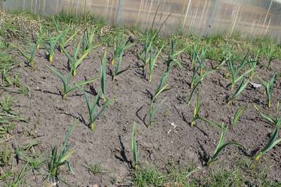 Подкормка озимого лука весной