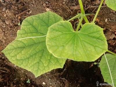 Светло-зеленые листья у огурцов