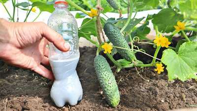 Подкормка огурцов в августе