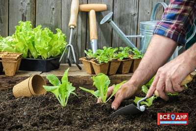 Что посадить в июне?