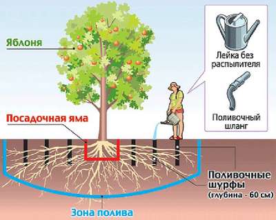 Как поливать яблони летом?