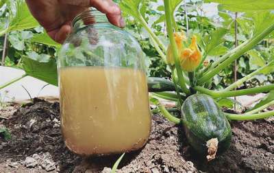 Подкормка кабачков