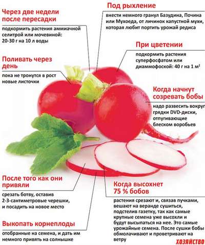 Подкормка редиски