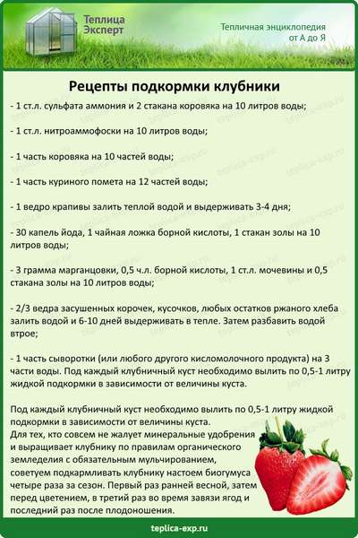 Подкормка весной клубники и малины