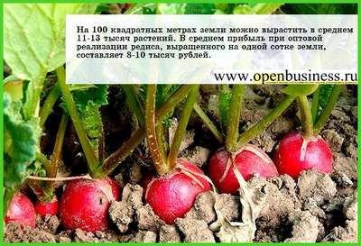 Температура для посадки редиса