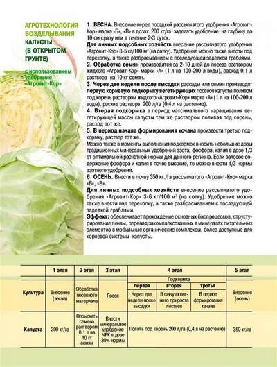 Подкормка капусты для формирования кочана