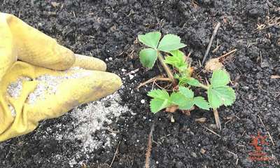 Подкормка клубники весной карбамидом