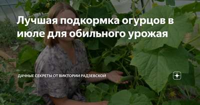 Подкормка огурцов в июле и августе