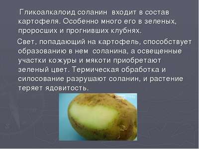 Почему зеленеет картошка и чем она опасна?