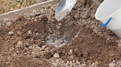 Подкормка земли перед посадкой чеснока осенью