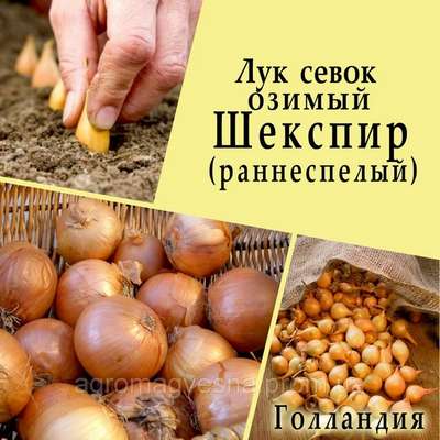 Сорт лука Шекспир