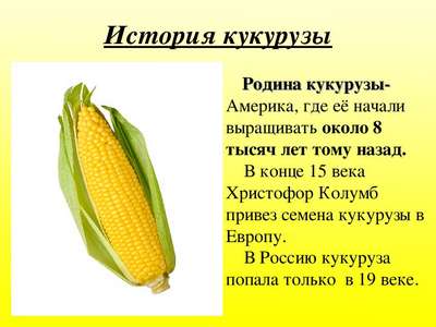 Кукуруза: описание растения, виды и польза