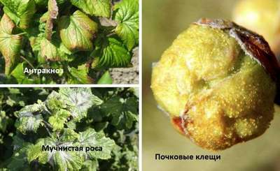 Болезни и вредители чёрной смородины и борьба с ними