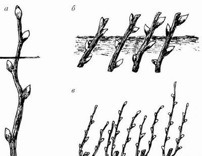 Как размножить черную смородину черенками весной