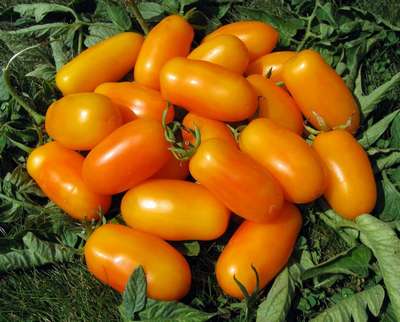 Сорт томата Банановые ноги