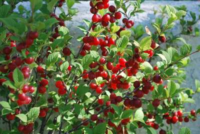 Войлочная вишня