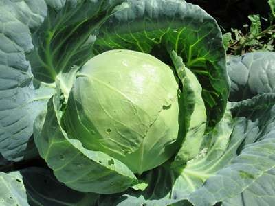 Подкормка капусты для завязывания кочанов