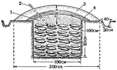 Хранение моркови в земле до весны