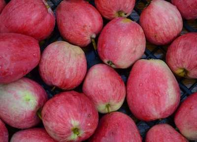 Сорт яблони Летнее Полосатое