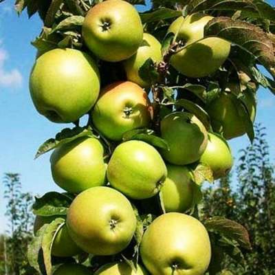 Колоновидная яблоня сорта Президент