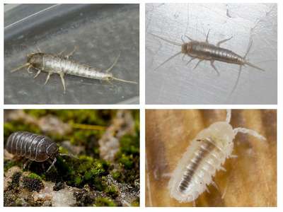 Мокрицы в ванной: что делать?