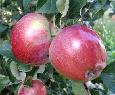 Сорт яблони Зимняя красавица