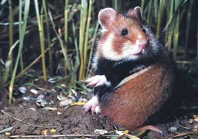 Хомяк Карбыш