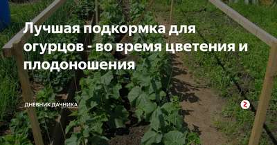 Подкормка огурцов во время цветения и плодоношения в теплице