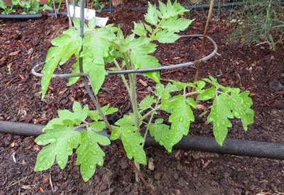 Чем подкормить помидоры в открытом грунте?