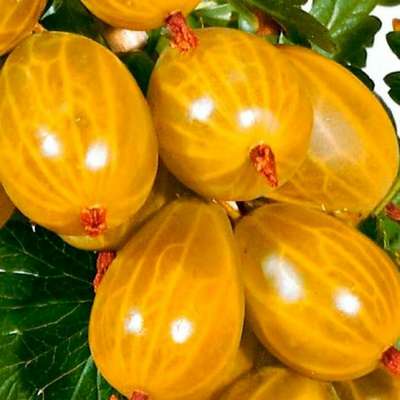 Крыжовник сорта Янтарный