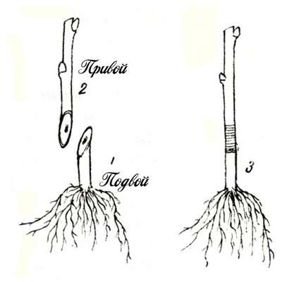 Подвой: что это такое, виды, выращивание