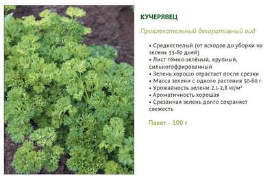 Разновидности и сорта петрушки