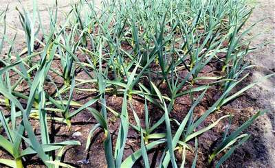 Чем подкормить чеснок и лук весной?