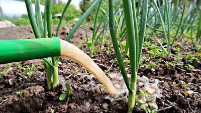 Чем подкормить лук?