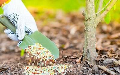 Чем подкормить плодовые деревья и кустарники осенью?