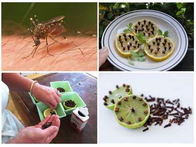 Лучшие способы избавления от комаров