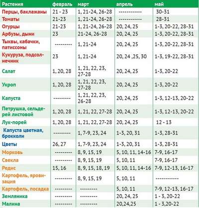 Когда пикировать томаты в 2020 году?