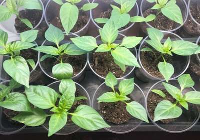 Когда пикировать рассаду перца в 2020 году?